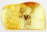 Detailed Fossil Moth (Lepidoptera) in Baltic Amber #357875-1